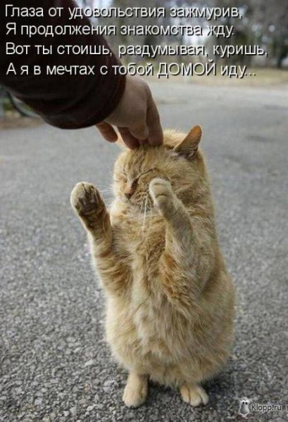 Котовторник (31.01.2012)