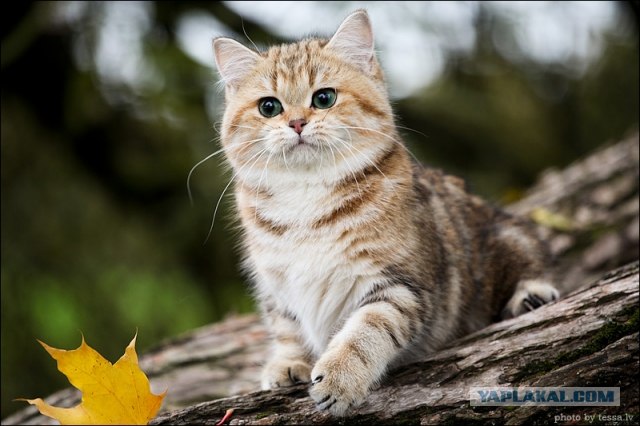 Котовторник (07.02.2012)