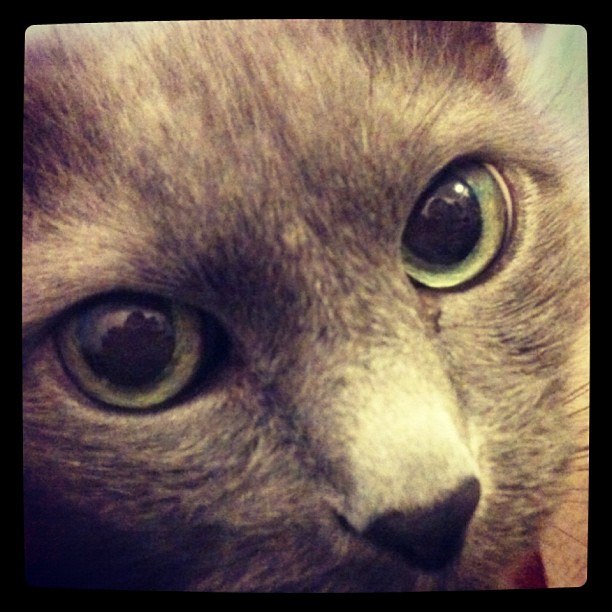 Котовторник 20.03.2012