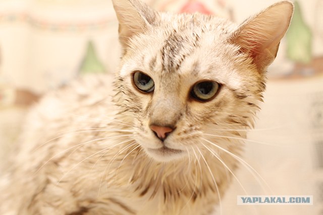 Котовторник  от 3.04.2012