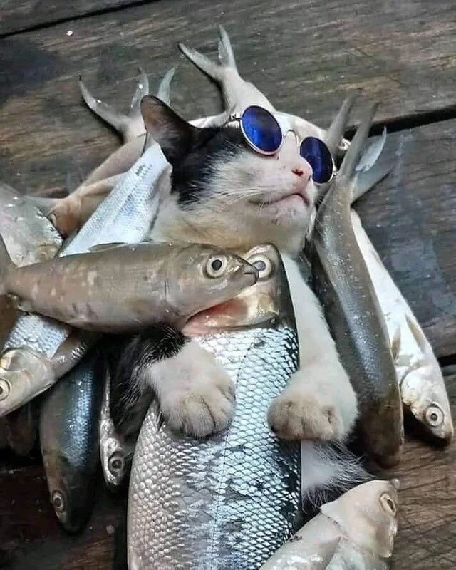 S-котство