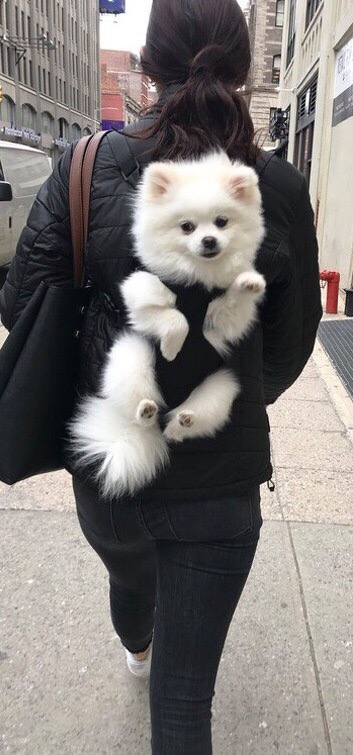 Живность из сети