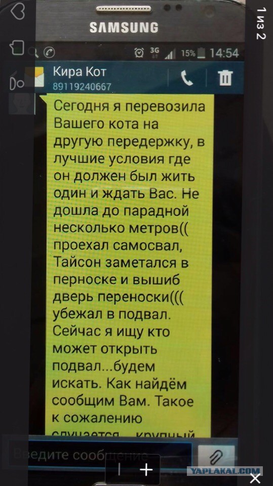 Помогите вернуть кота! Приют "Преданное сердце" украл кота и не отдает!-2