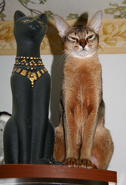 Коты-буддисты