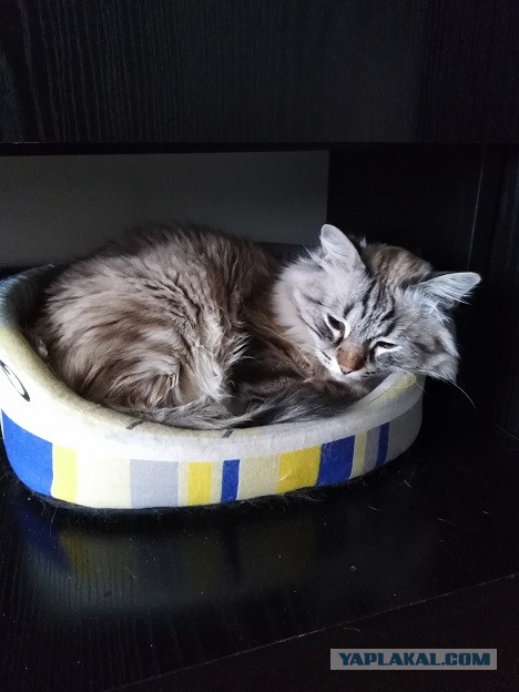 Коты, которые нас порадовали!