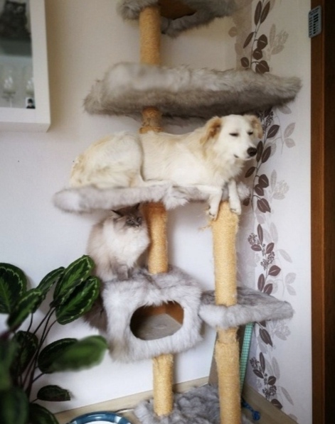 Эти забавные животные