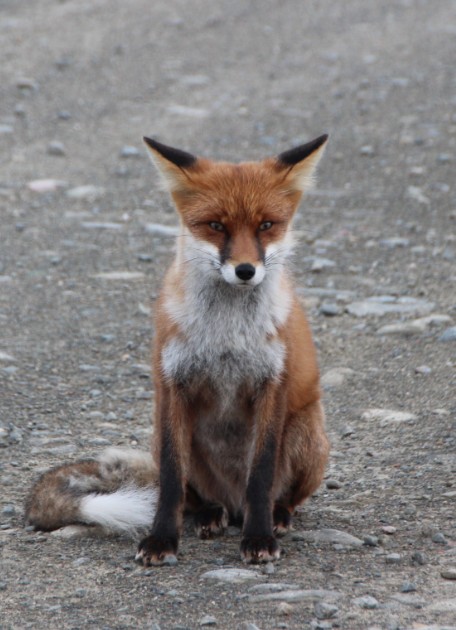 Прикормил