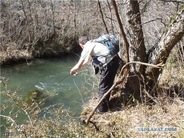 Форель, горный Крым.