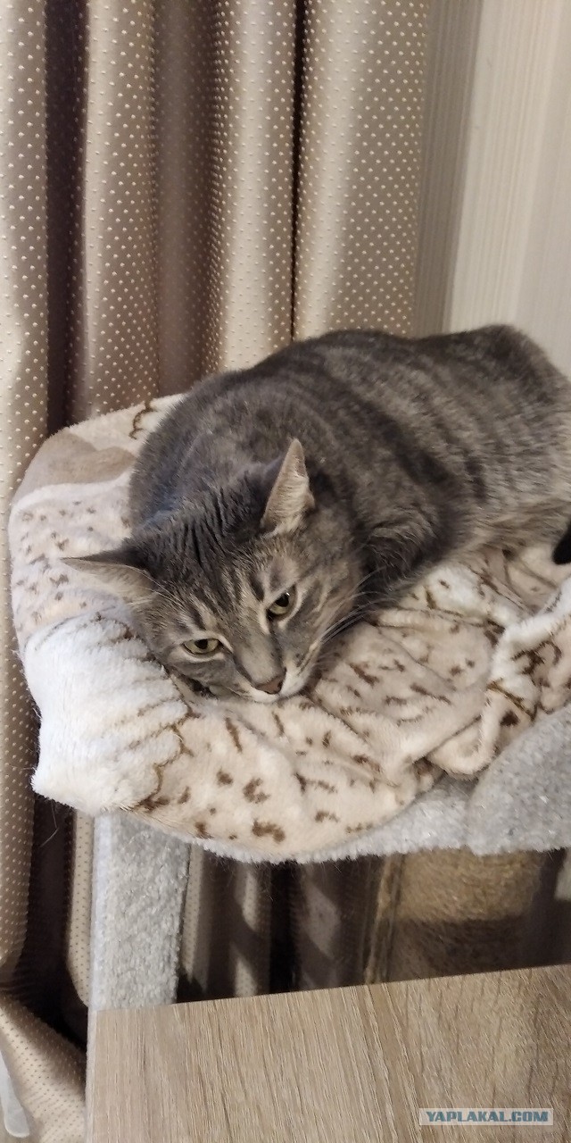 Мой котовторник