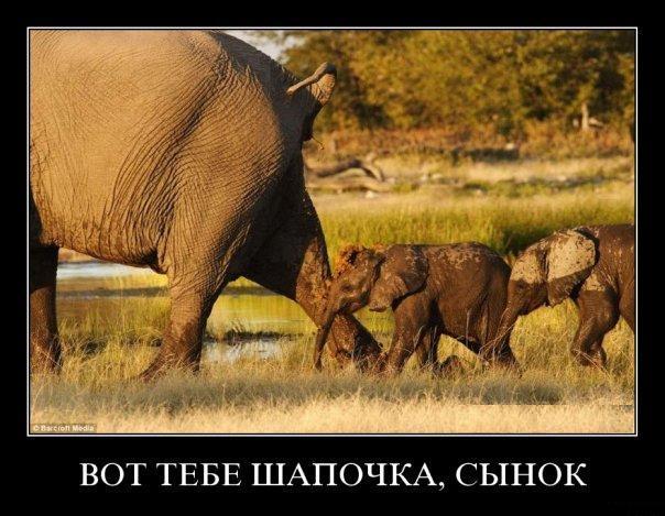 Жесткий юмор