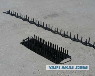 СтопХам 79 Скольких нужно сбить?