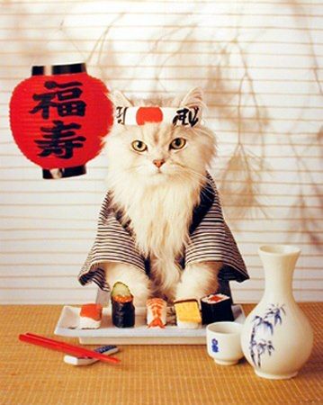 Из жизни одичавших кошек