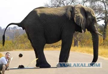 Обращение к владельцам собак