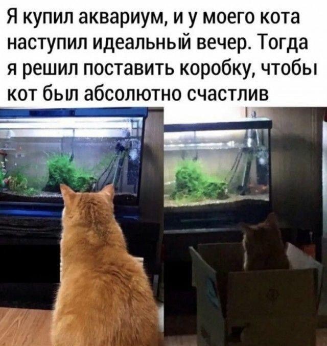 Жизнь домашнего приюта "Котоленд" 418
