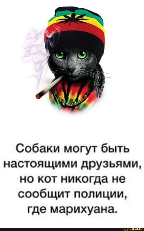 В Бразилии полицейский пёс обнаружил крупную партию наркотиков