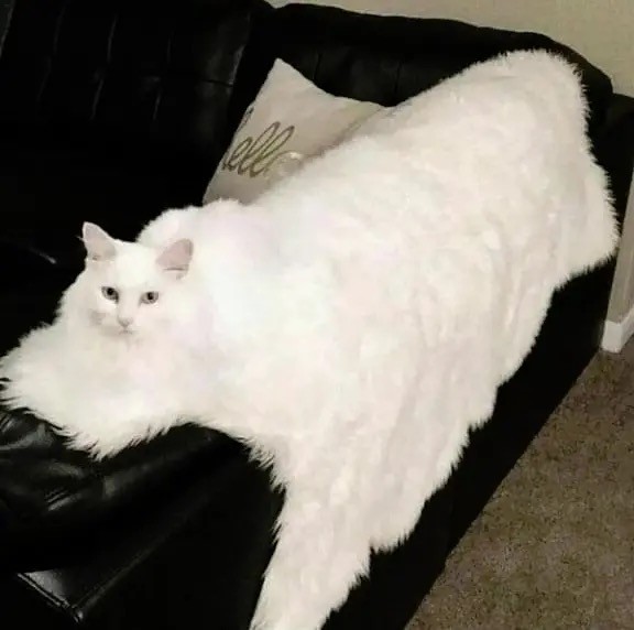 КотоЯрость
