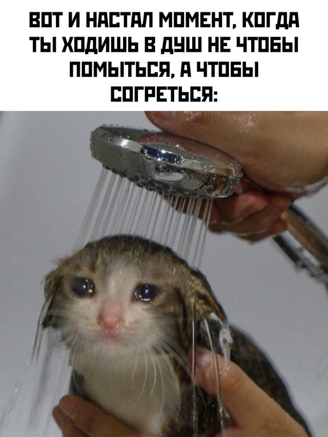 Весёлый полтишок 03.01.25