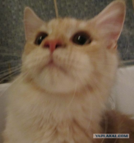 Немного о  Мейн Куне.