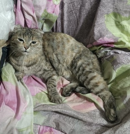 Котовторник же!