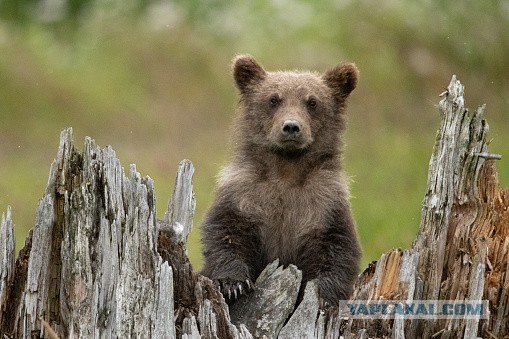 Медвежонок вышел к людям
