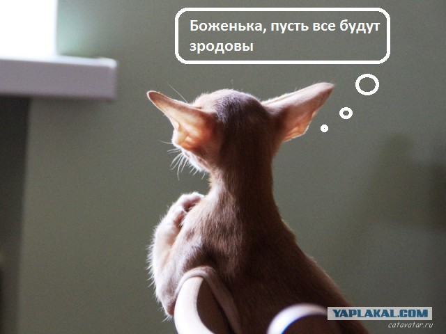 Уже не Наглая Рыжая Морда