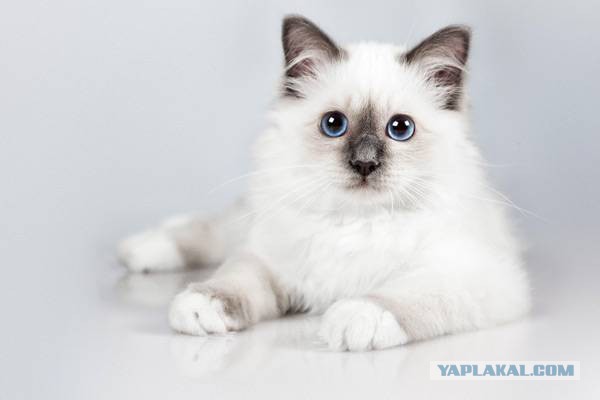 Породы кошек. Часть 2