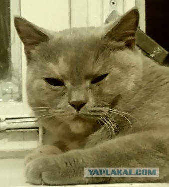 Котовторник 05.08.2014