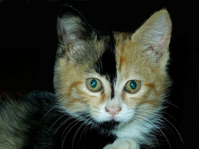 Котовторник 25.11.2014
