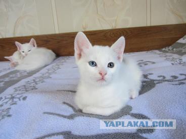 Котовторник 27.01.2015