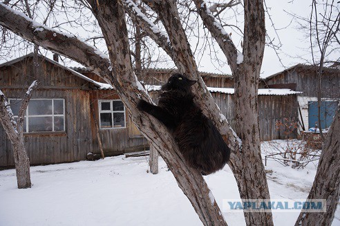 Перепись котопузов открыта=)