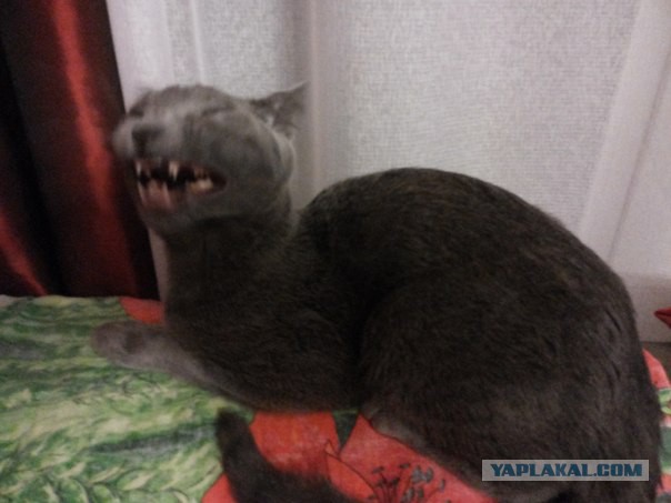 Злые киски