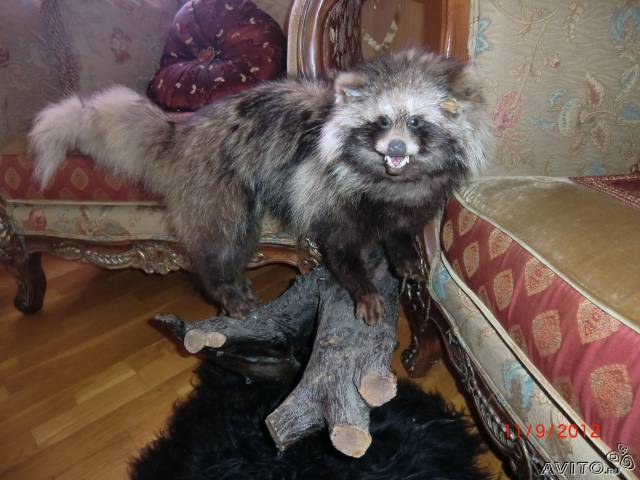 Чучело лисы