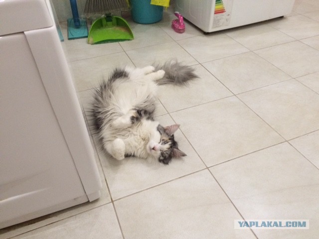Котовторник 7.07.2015