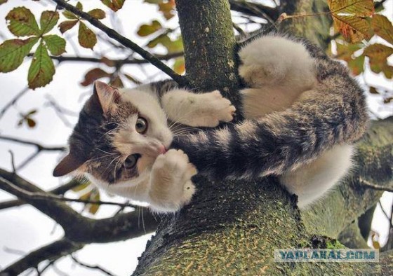 Котовторник 17.11.2015