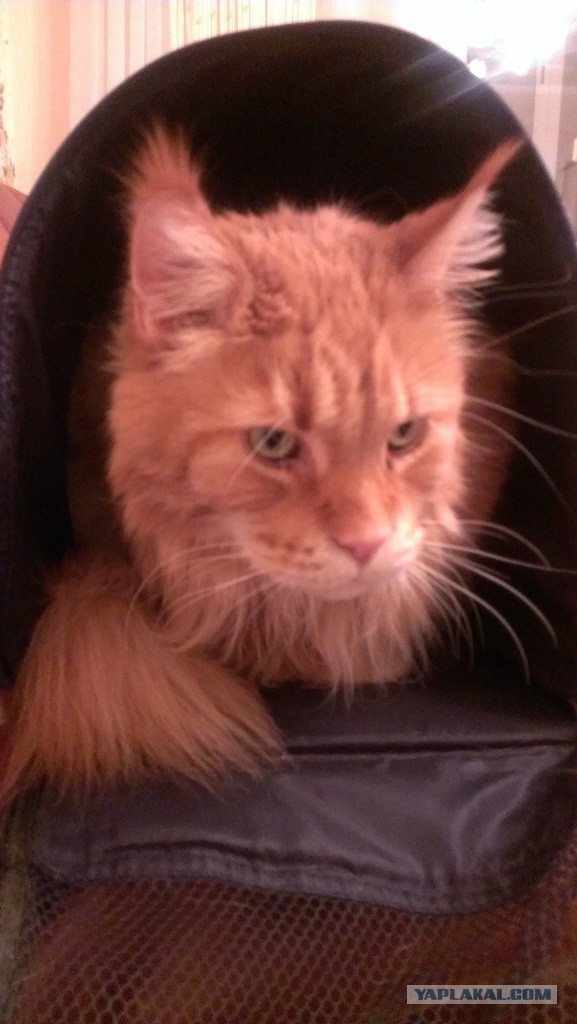 Кинули котейку
