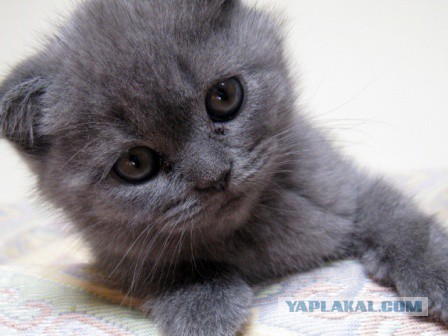 Котовторник 15.12.2015