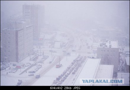 Последствия аномально теплой погоды в Москве