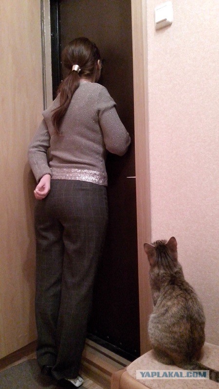 Котовторник 02.02.2016