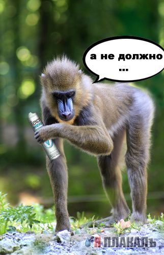 ОБЕЗЬЯНЫ. Все про обезьян