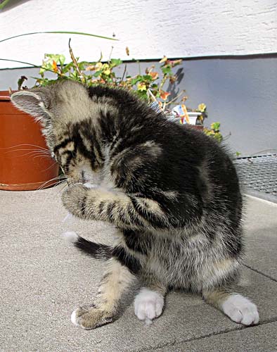 Котёнок