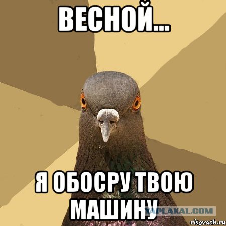 Про кормильщиков голубей