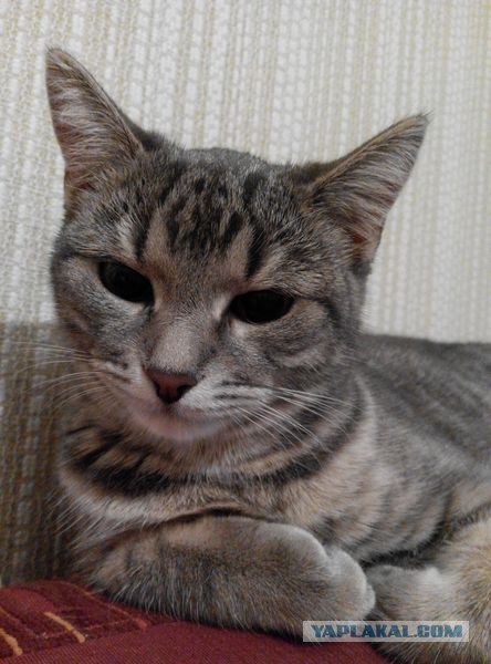 Найденыши (Кото понедельник)