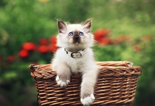Коты из сети