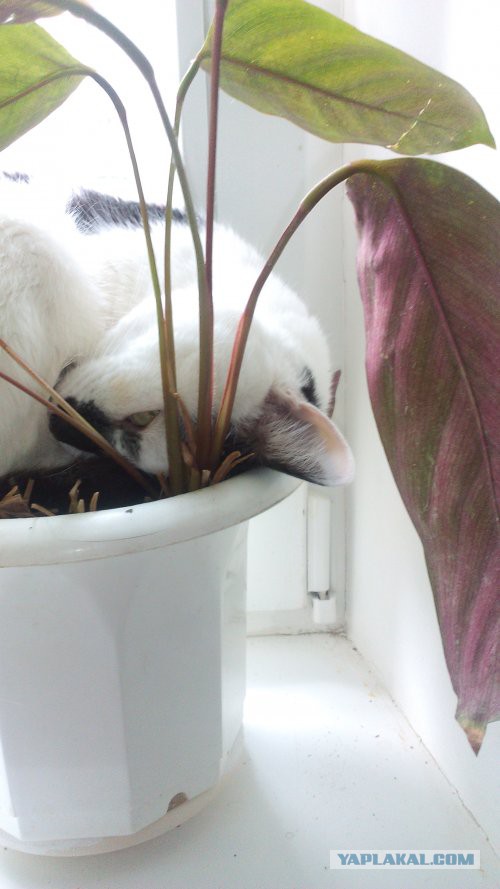 Котовторник  14.02.2017