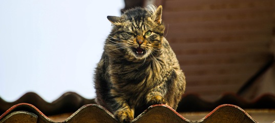Коты и Кошки