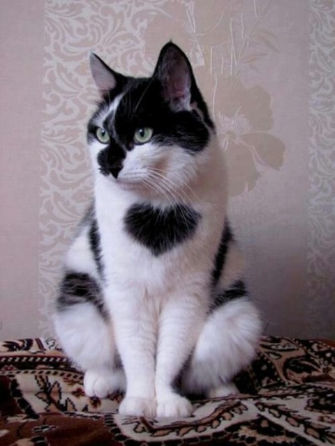 Коты и Кошки