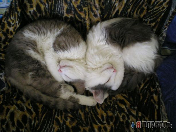 Спящие коты на среду!