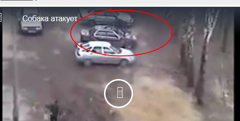 Собака атакует хозяев. Жесть