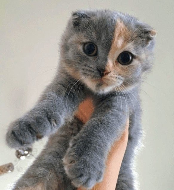 Кот без прикрас