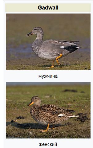 Гнездование Орлана-белохвоста